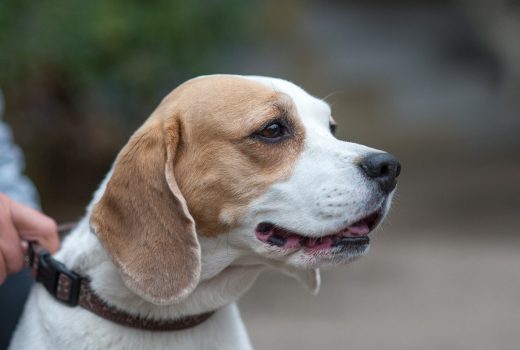Emily, Beagle, 2008