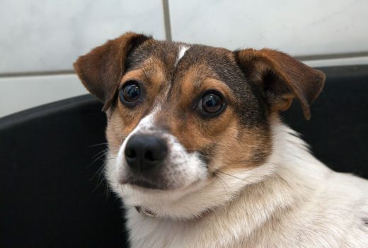 Doby, Terrier Mischling, 2014