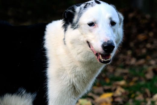Tazzo, Colliemix, 15.12.2012