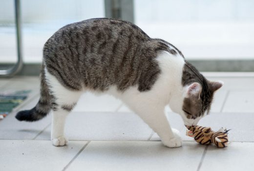 Leander, EKH, April 2016