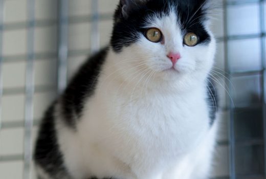 Lisia, EKH, Juli 2016