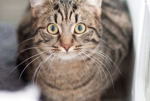 Mario, EKH, Mai 2016 – vermittelt