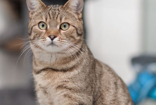 Raphael, EKH, März 2016