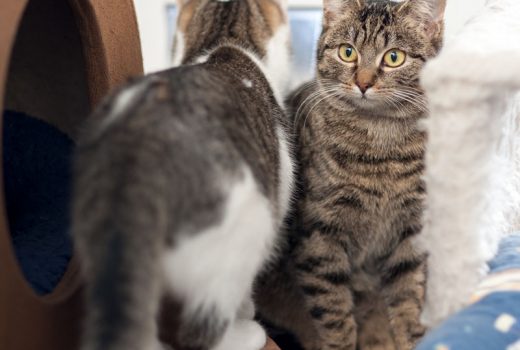 Rosalina, EKH, Mai 2016