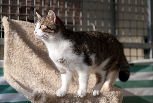 Timmy, EKH, April 2016