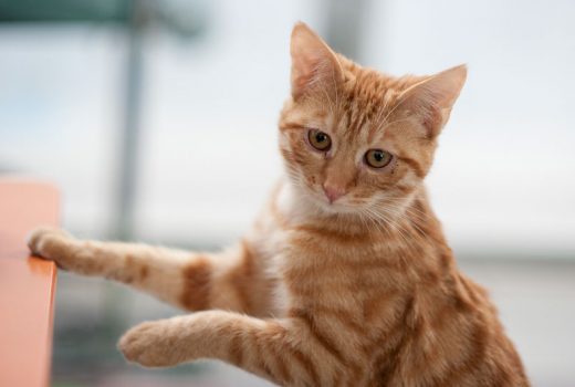 Tizian, EKH, Juli 2016