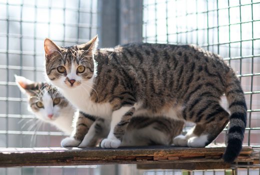 Tommy, EKH, April 2016