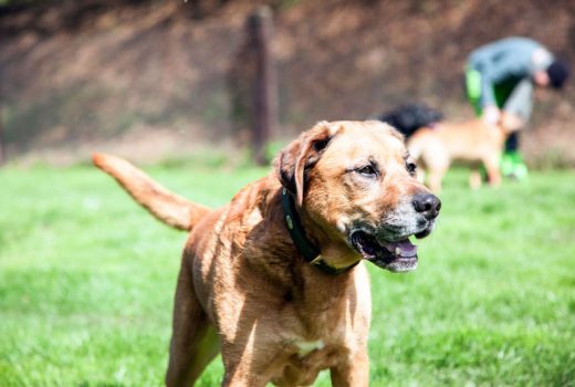 Akani, Ridgeback Mix, geb. 2009