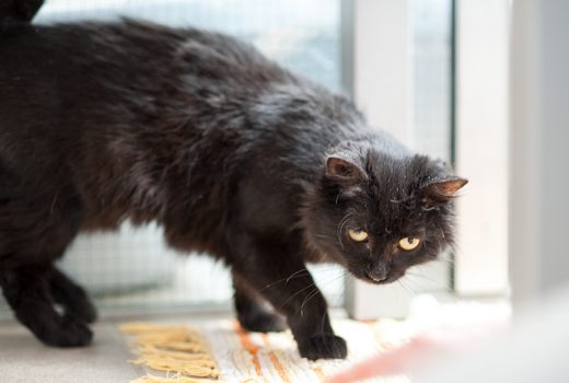 Lora, ELH, geb. 2012