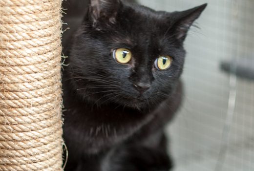 Mamili, EKH, geb. 2012