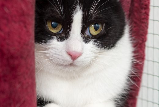 Miranda, EKH, geb. 2012