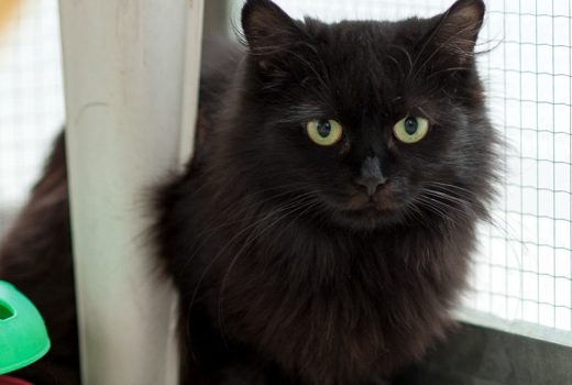 Paula, ELH, geb. 2015