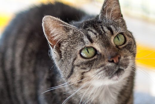 Vroni, EKH, Alter unbekannt