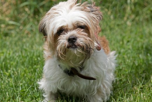 Snoopy, Shih Tzu, 04/2014
