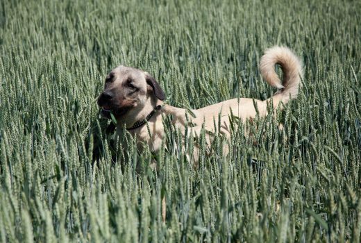 Porli, Kangal, 07/2015