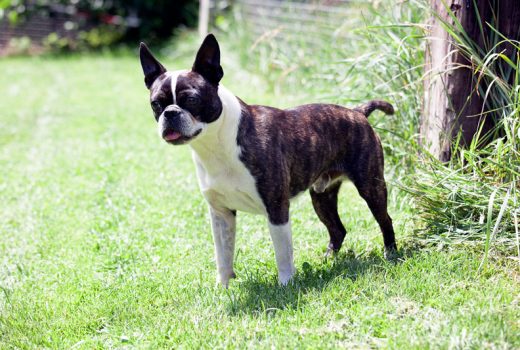 Tyson, Boston Terrier Mix, 09/2013