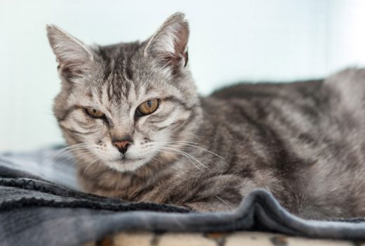 Oskar, EKH – vermittelt