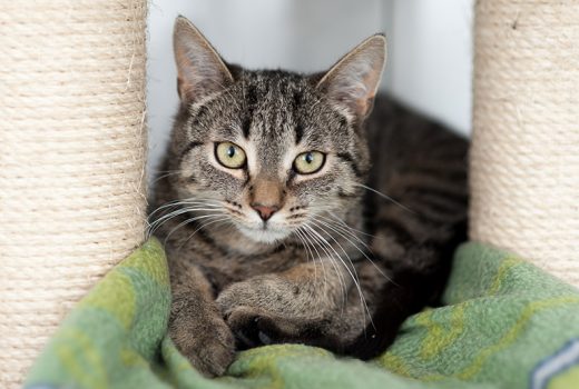 Polina, EKH, 10/2016