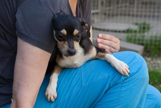Anton,  Chihuahua, 2014