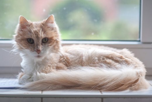 Cassy, Perser-Mix, 2004