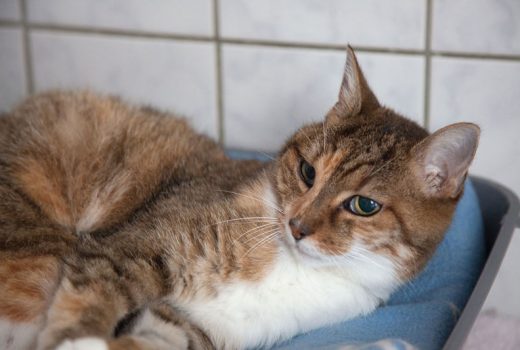 Danna, EKH, unbekannt