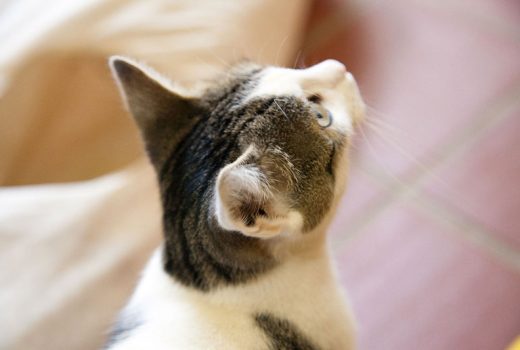 Meduza, EKH, ca. 2016