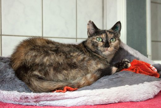 Sheila, EKH, unbekannt