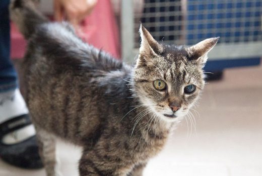 Toto, EKH, unbekannt