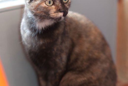 Kitten, EKH, geb. 2017