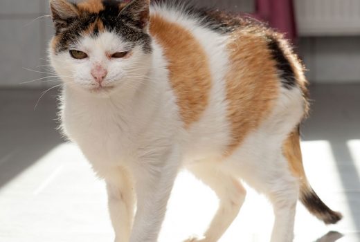 Afra, EKH, Alter unbekannt