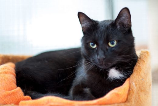 Aladin, EKH, ca. 2015