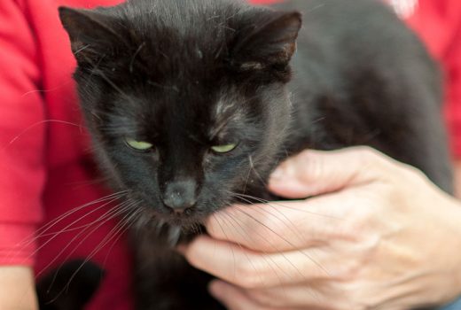 Paulinchen, EKH, 2012