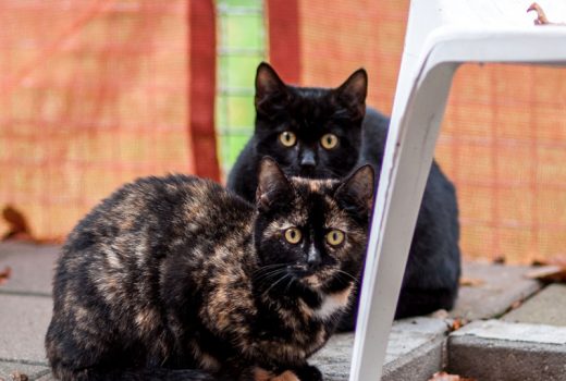 Anneliese und Salem, EKH, Mai 2017