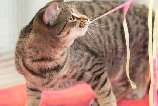 Finnchen, EKH, Mai 2017