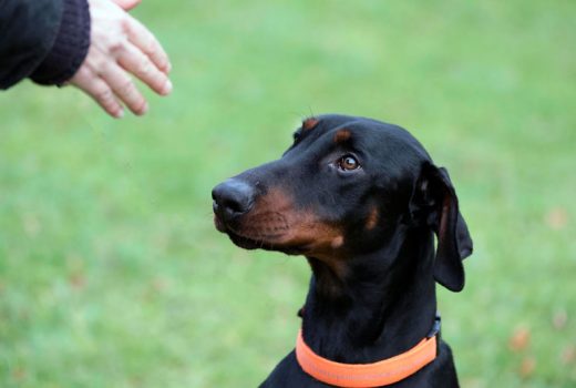 Jack, Dobermann, Mai 2016