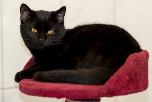 Mohrle, EKH, Mai 2017 – vermittelt