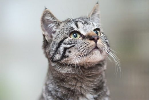 Nico, EKH, Juli 2017