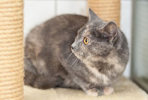 Hermine, EKH, April 2017