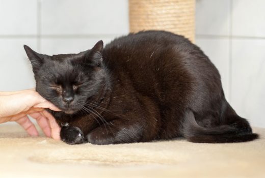 Ron, EKH, April 2017