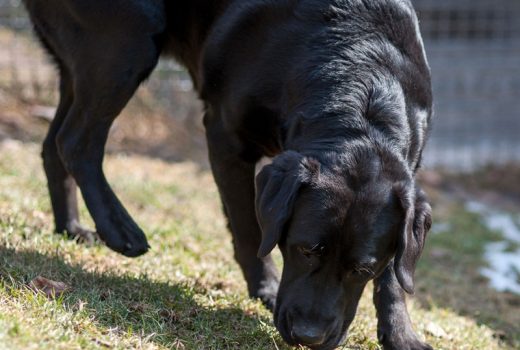 Alice, Labrador, 2016