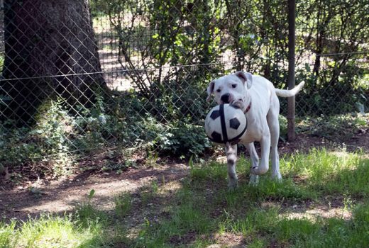 Mikel, Dogo Argentino, 2017