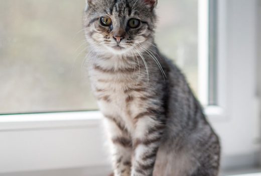 Tizian, EKH, Jan. 2018