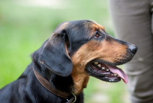 Emmi, Appenzeller Mix, 08.2018