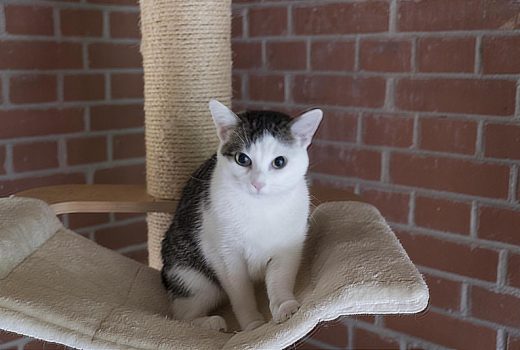 Jasmin, EKH, 2016 vermittelt