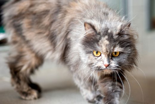 Alison, Perser-Mix, geb. 2014