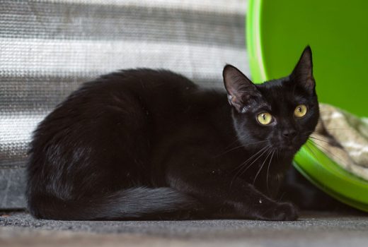 Berta, EKH, geb. 2017