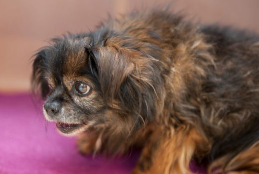 Gypsy, Pekinese, 2003