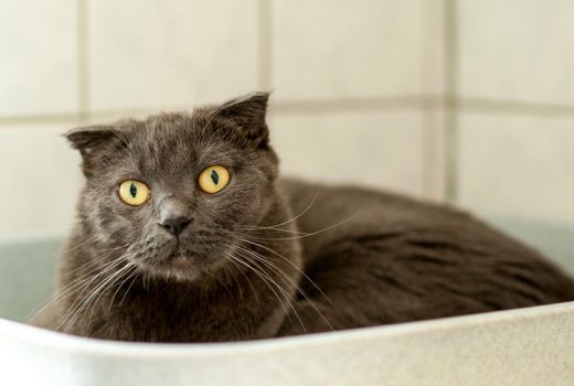 Quincy, Scottish Fold, 2015