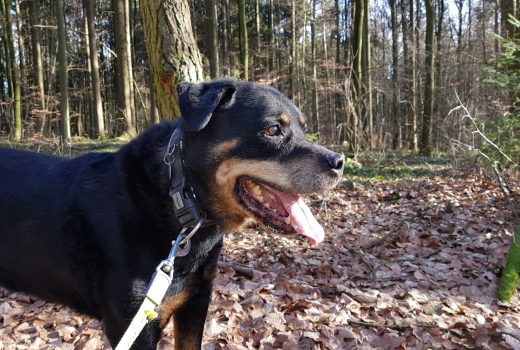 Balu, Rottweiler, geb. 2008