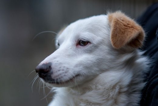 Anton, Mischling, Sept. 2015